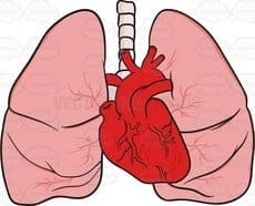 Metal lung and Heart