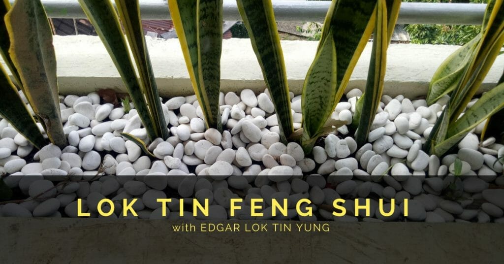 Snake plant Feng Shui